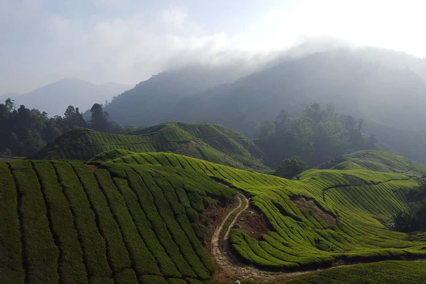 cameron highlands day tour from kl